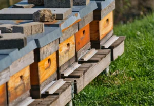 Division des ruches au printemps