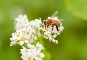 Les abeilles en été