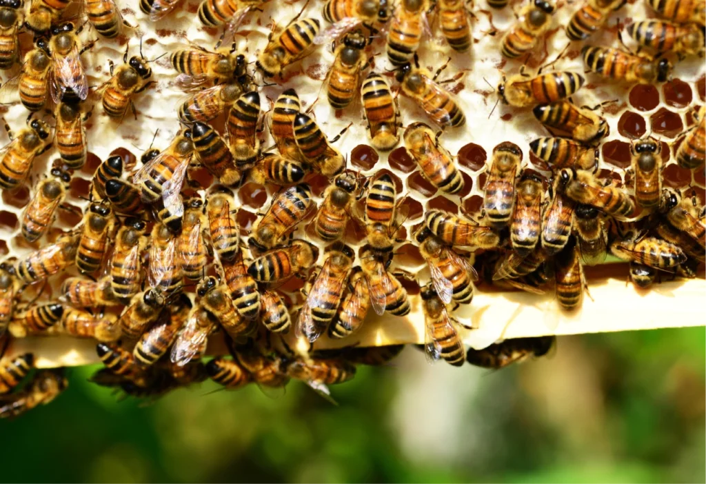 Les abeilles en été