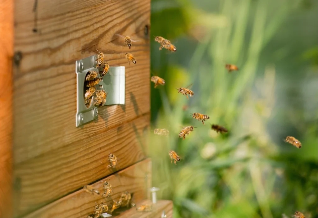 Les abeilles en été