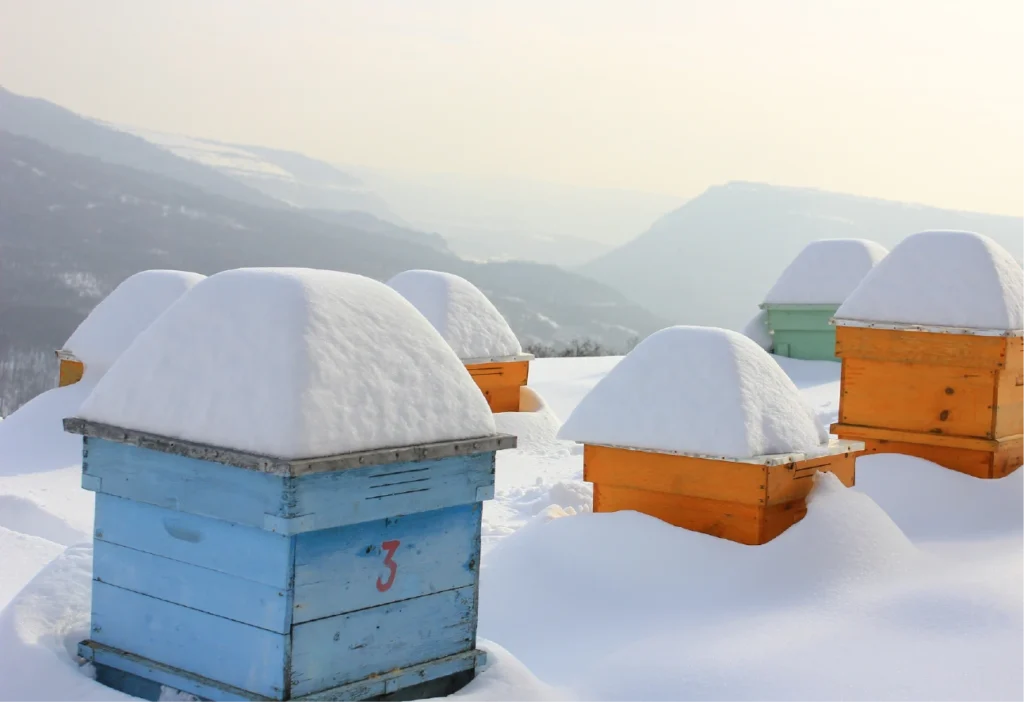 Le cycle de vie des abeilles au fil des saisons