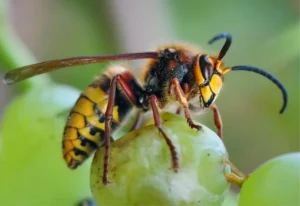 Les frelons asiatiques une menace accrue en septembre
